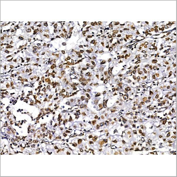 product-image-AAA31214_IHC5.jpg