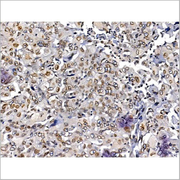 product-image-AAA31214_IHC7.jpg