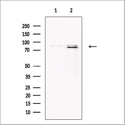 product-image-AAA31214_WB.jpg