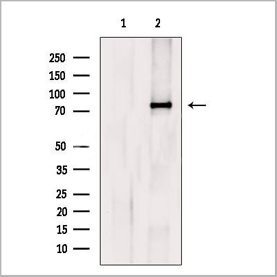 product-image-AAA31214_WB2.jpg