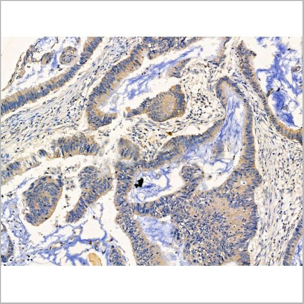 product-image-AAA31215_IHC4.jpg