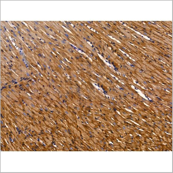 product-image-AAA31215_IHC5.jpg
