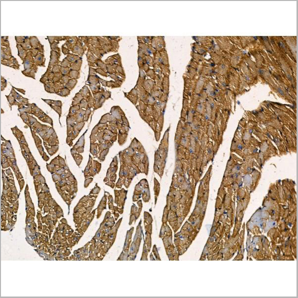 product-image-AAA31215_IHC6.jpg