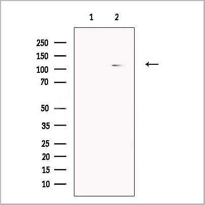 product-image-AAA31215_WB.jpg