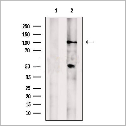 product-image-AAA31215_WB2.jpg