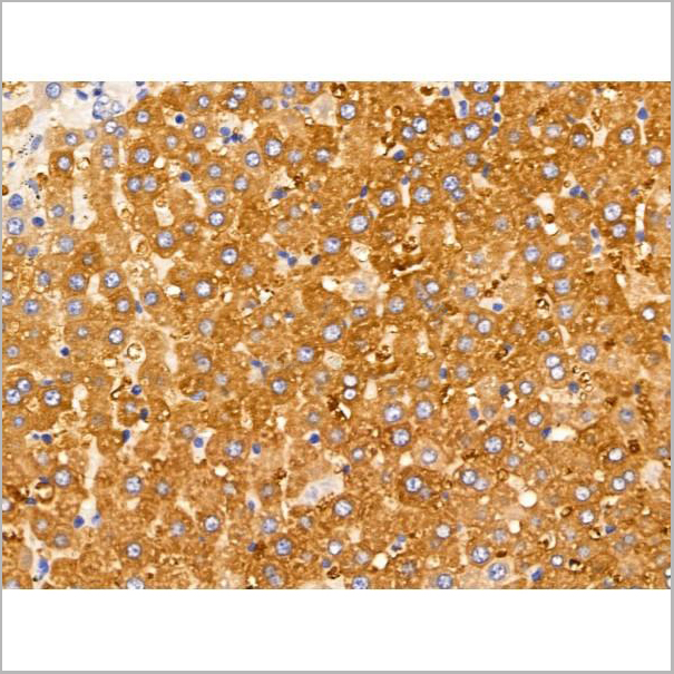 product-image-AAA31219_IHC3.jpg