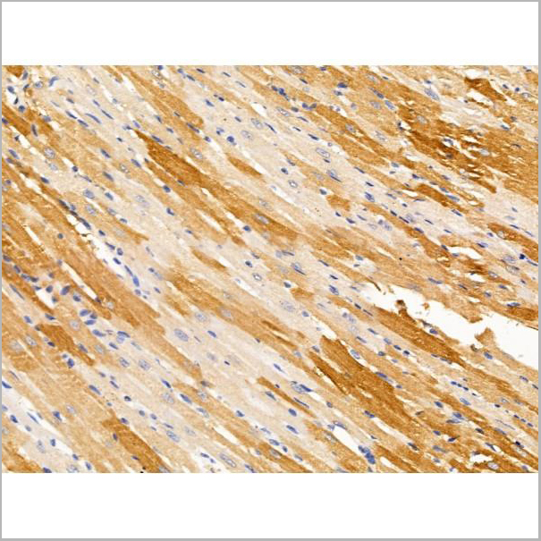 product-image-AAA31219_IHC4.jpg