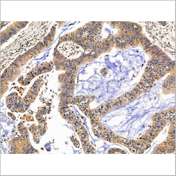 product-image-AAA31219_IHC5.jpg