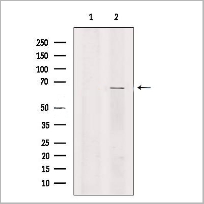 product-image-AAA31219_WB.jpg