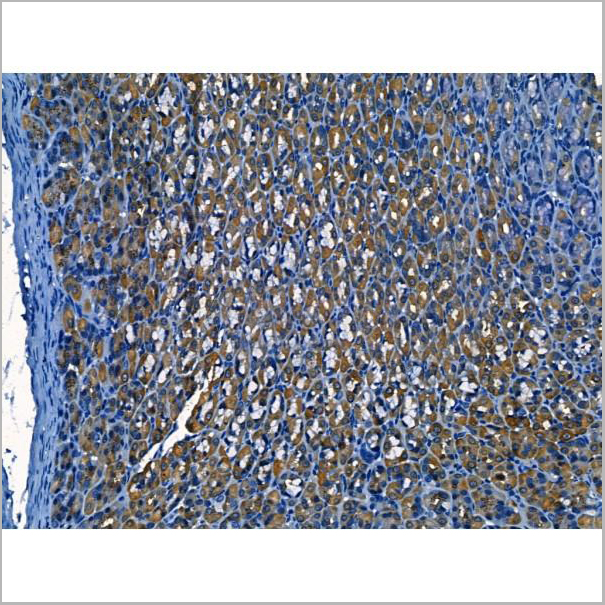 product-image-AAA31220_IHC2.jpg