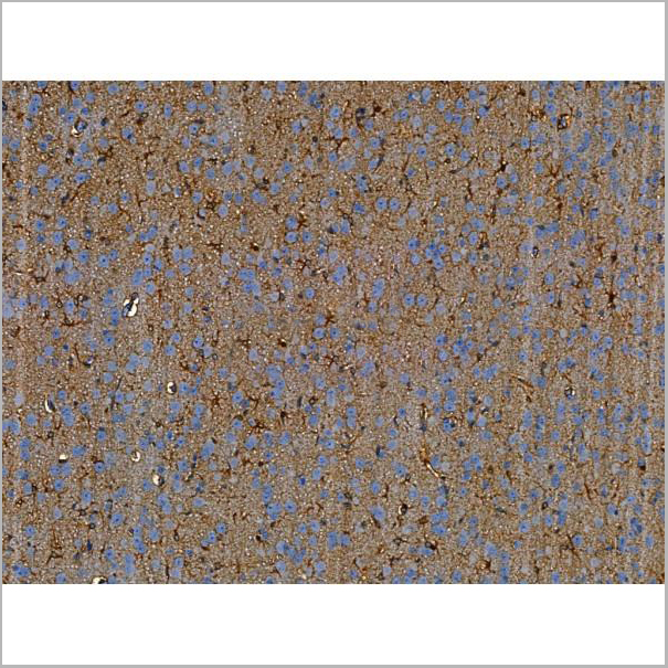 product-image-AAA31220_IHC3.jpg