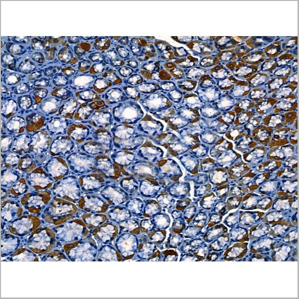 product-image-AAA31220_IHC4.jpg