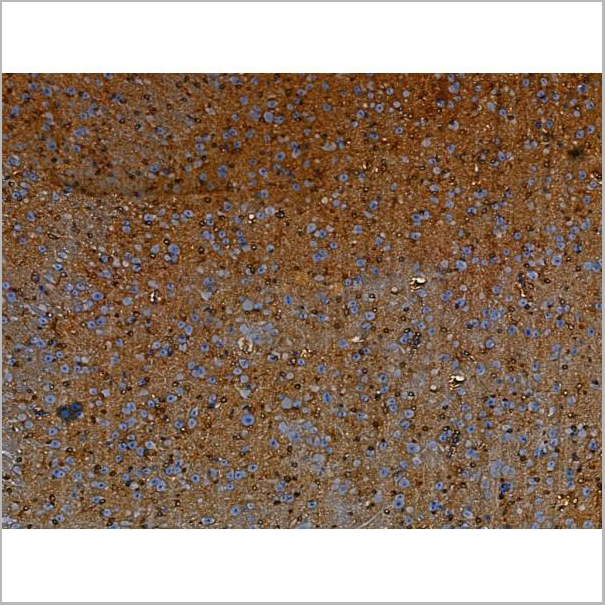 product-image-AAA31220_IHC5.jpg