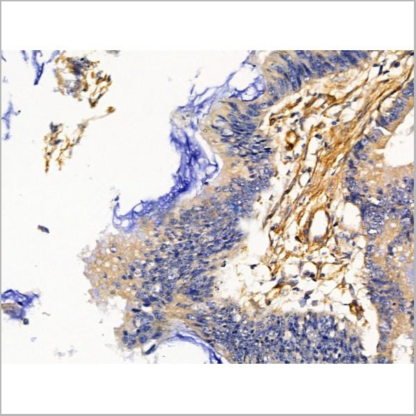 product-image-AAA31221_IHC3.jpg