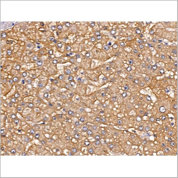 product-image-AAA31221_IHC4.jpg
