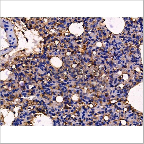 product-image-AAA31221_IHC5.jpg