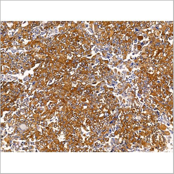 product-image-AAA31221_IHC7.jpg