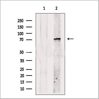 product-image-AAA31221_WB.jpg