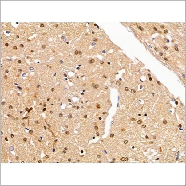 product-image-AAA31222_IHC3.jpg