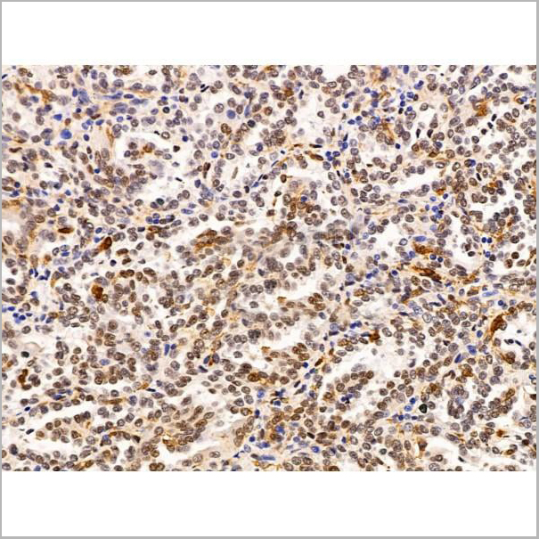 product-image-AAA31222_IHC7.jpg