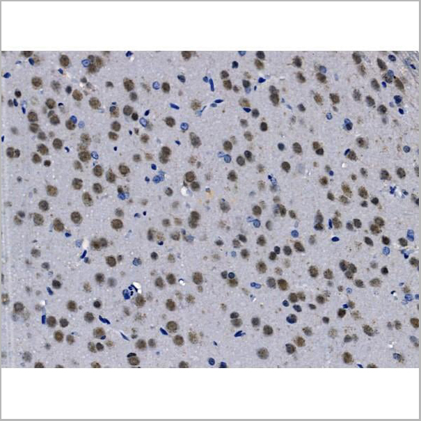 product-image-AAA31222_IHC9.jpg