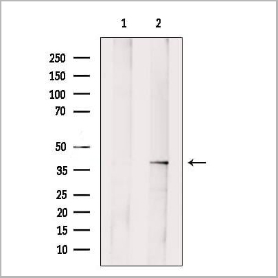 product-image-AAA31222_WB2.jpg