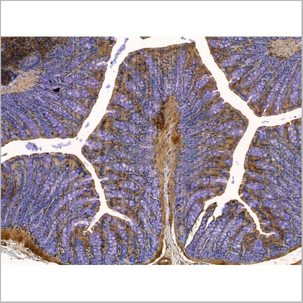 product-image-AAA31223_IHC3.jpg