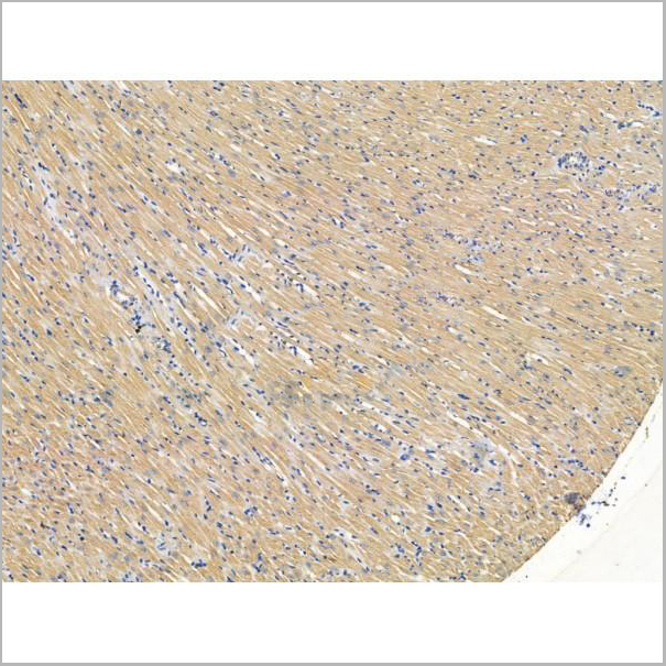 product-image-AAA31223_IHC4.jpg