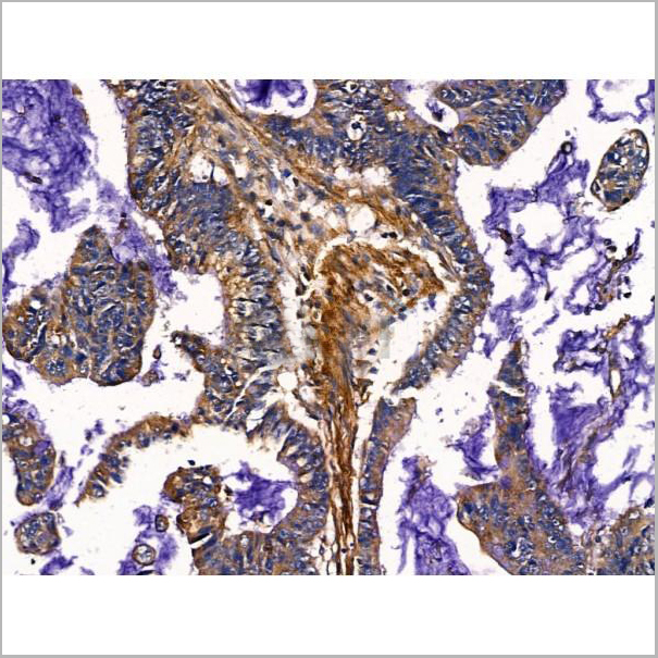 product-image-AAA31223_IHC6.jpg