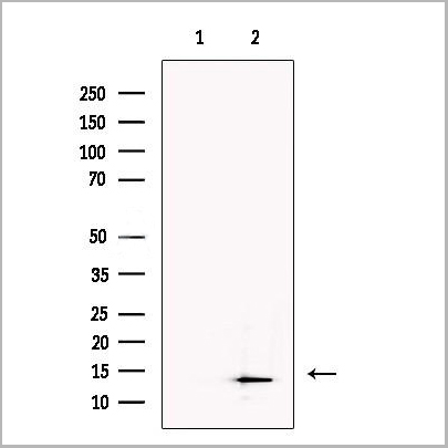 product-image-AAA31223_WB.jpg