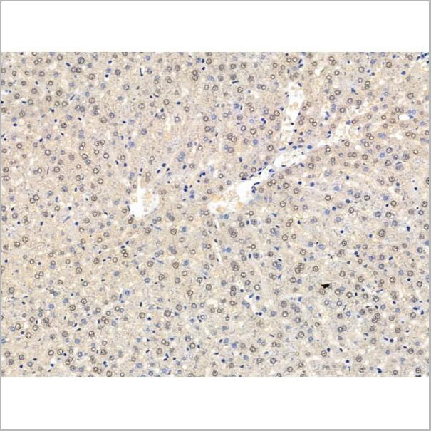 product-image-AAA31224_IHC3.jpg