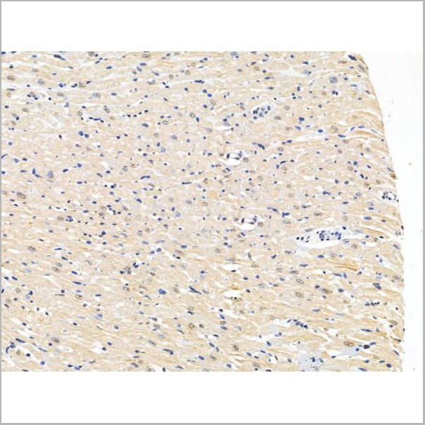 product-image-AAA31224_IHC4.jpg