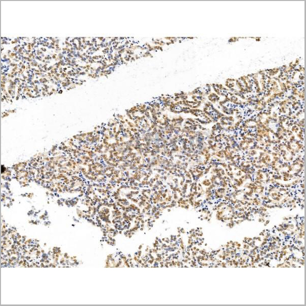 product-image-AAA31224_IHC7.jpg