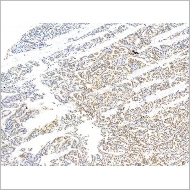 product-image-AAA31224_IHC8.jpg