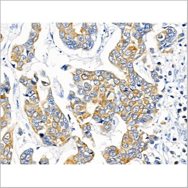 product-image-AAA31225_IHC3.jpg