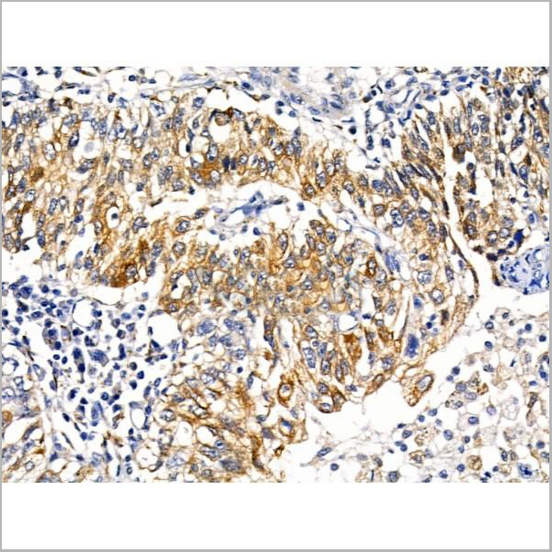 product-image-AAA31225_IHC5.jpg