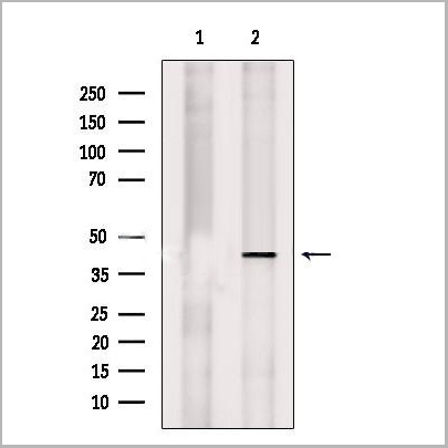 product-image-AAA31225_WB.jpg