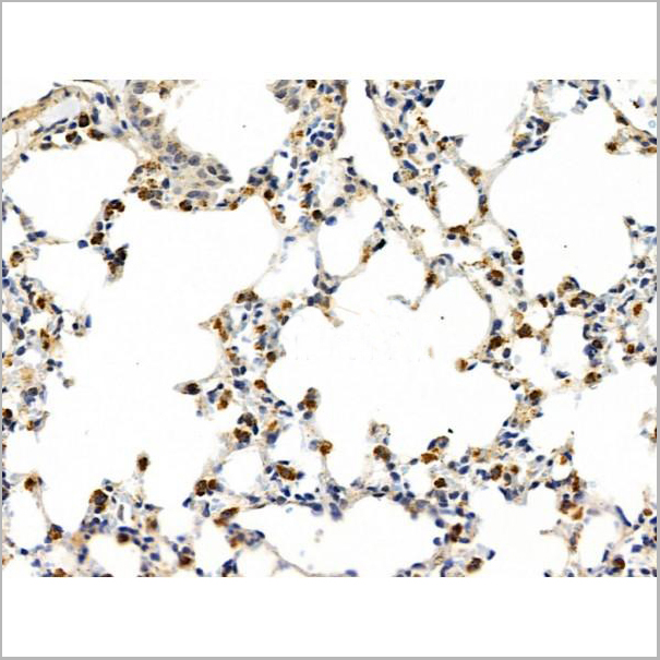 product-image-AAA31226_IHC4.jpg
