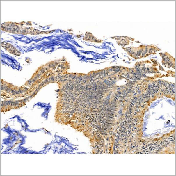 product-image-AAA31226_IHC5.jpg