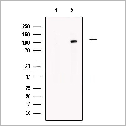 product-image-AAA31226_WB.jpg