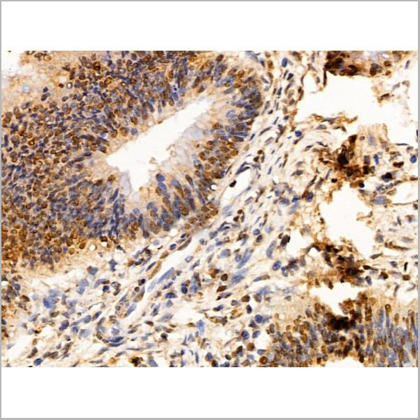 product-image-AAA31227_IHC6.jpg