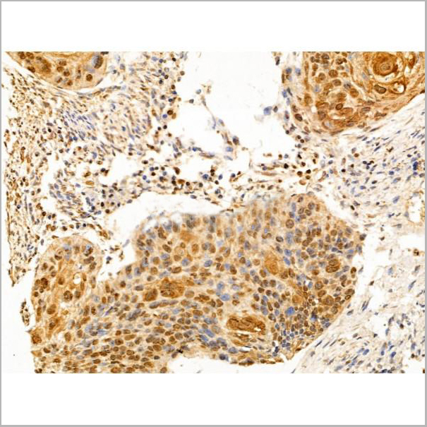 product-image-AAA31227_IHC7.jpg