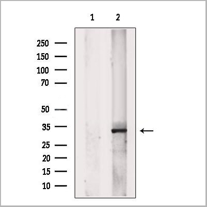 product-image-AAA31227_WB.jpg