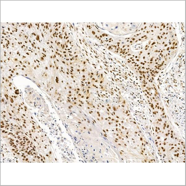 product-image-AAA31228_IHC10.jpg