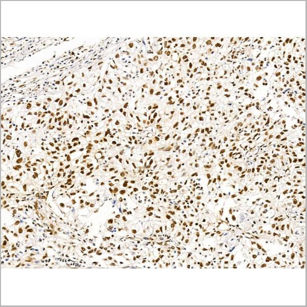 product-image-AAA31228_IHC6.jpg