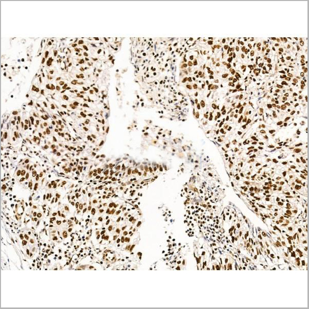 product-image-AAA31228_IHC7.jpg