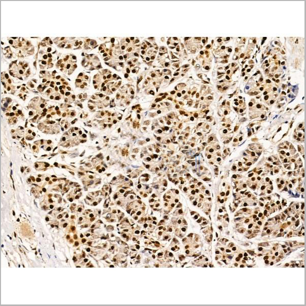 product-image-AAA31228_IHC8.jpg