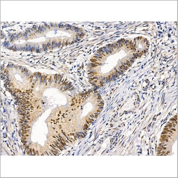 product-image-AAA31228_IHC9.jpg