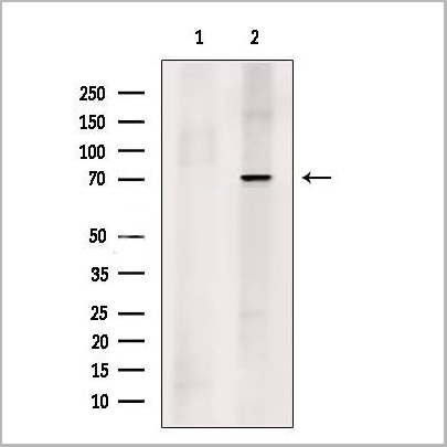 product-image-AAA31228_WB.jpg