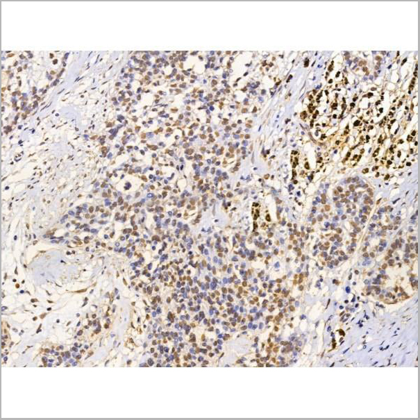 product-image-AAA31229_IHC10.jpg